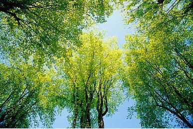 捉宠与农场模拟结合 《Chronomon》明年二季度发售